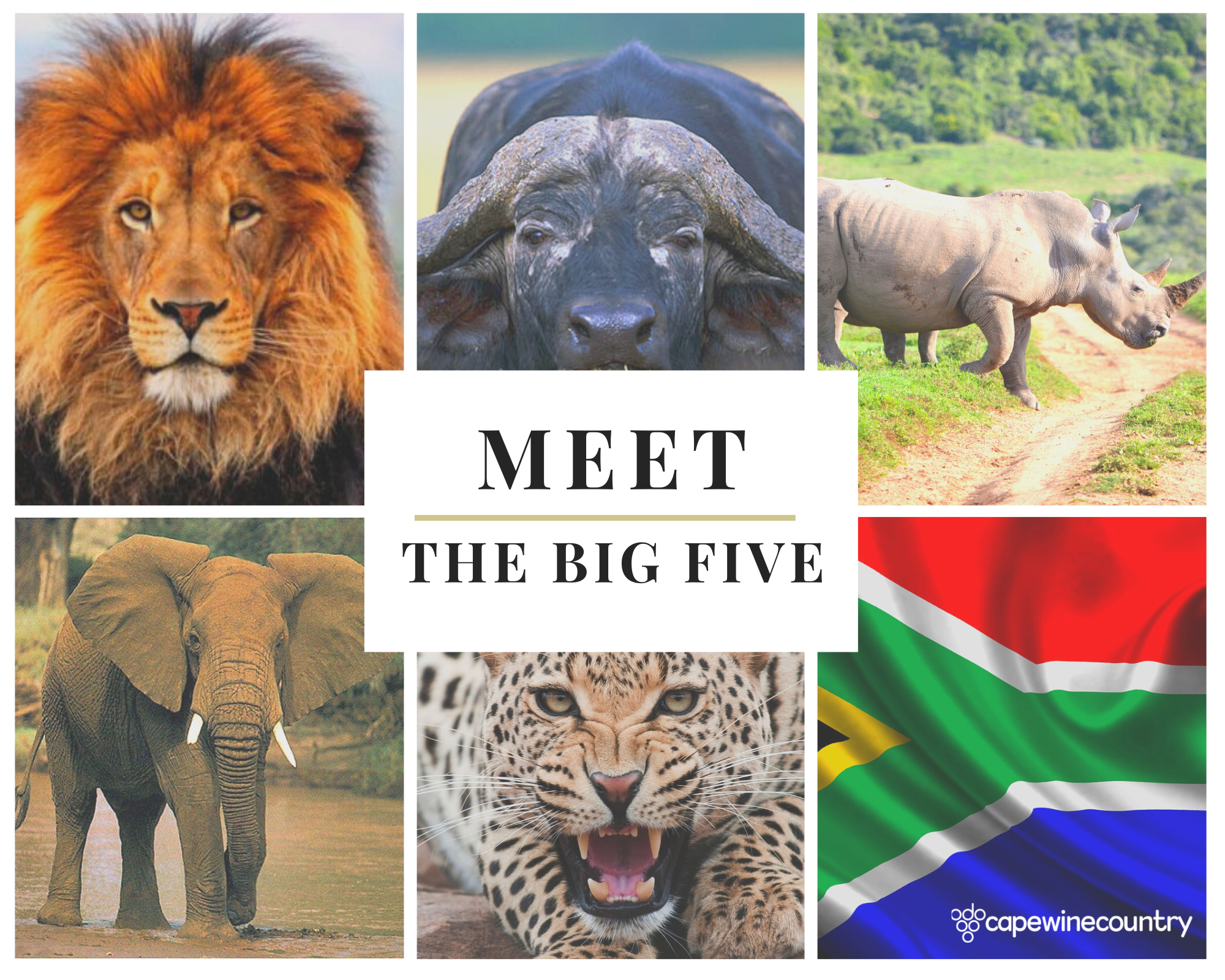 The Big Five of South Africa: Ultimate Safari Guide to Africa’s Most Famous Animals